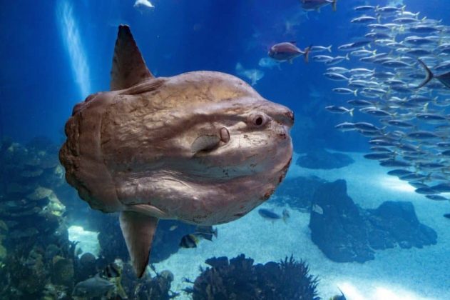 O caso chamou atenção nas redes sociais, onde o aquário compartilhou imagens do peixe-lua observando seus "fãs" improvisados.(Foto: X)