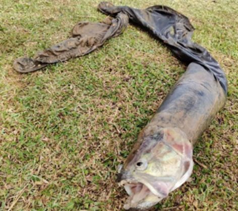 A equipe de bombeiros, ao chegar ao local, avistou um objeto flutuante que, à primeira vista, parecia ser um corpo humano (Foto: X)