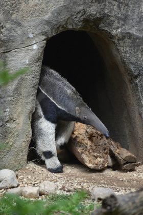 Embora a maioria dos carnívoros tenha dentes afiados para capturar e triturar suas presas, existem animais que vivem sem eles e ainda conseguem se alimentar (Foto: Pexels)