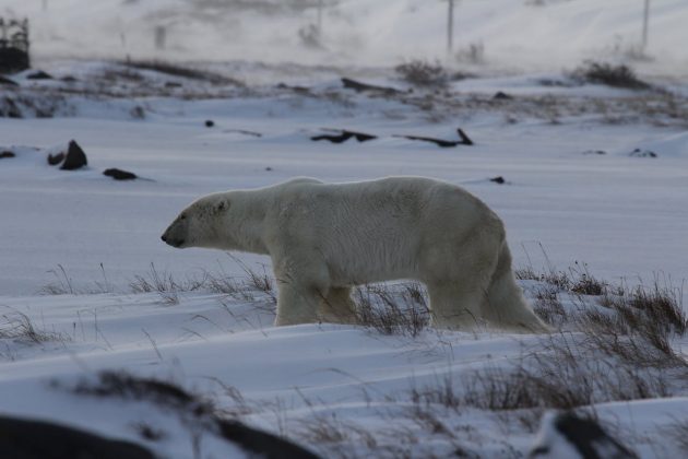 Durante a luta, ele sofreu ferimentos graves nos braços e pernas. Um vizinho que ouviu a confusão correu ao local e atirou várias vezes no animal. O urso fugiu, mas foi encontrado morto em uma área próxima (Foto: Pexels)