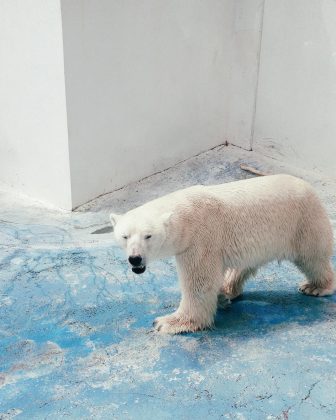 O casal encontrou o animal na entrada de sua garagem na manhã do dia 3 de dezembro. Quando o urso avançou sobre a mulher, ela caiu no chão. O homem, em um ato heroico, pulou sobre o urso para desviar o ataque (Foto: Pexels)