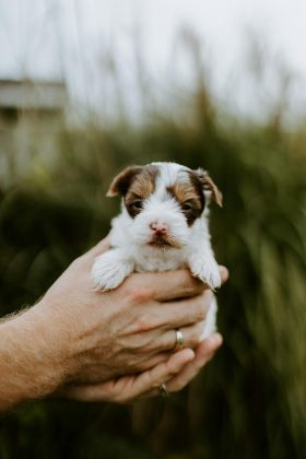 A vontade de apertar, esmagar ou até morder algo adorável não tem intenção de machucar, mas é um fenômeno comum (Foto: Pexels)