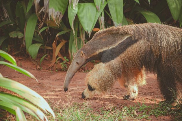 Animais carnívoros que vivem sem dentes: como eles se alimentam? (Foto: Pexels)