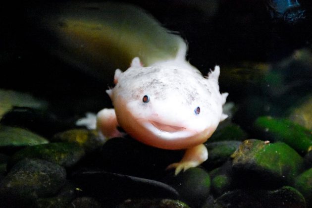 Introduzidos em ecossistemas brasileiros, os axolotes competem por recursos naturais com espécies nativas. Em casos extremos, podem causar o desaparecimento dessas espécies e afetar toda a cadeia natural, ameaçando a biodiversidade local (Foto: Pexels)