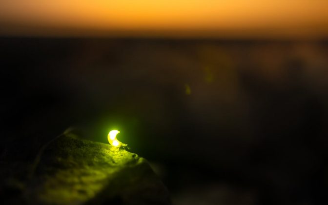 Mas, quando atingem a fase adulta, o brilho vira um sinal de cortejo. Eles realizam uma dança luminosa no escuro para conquistar o parceiro, fazendo do acasalamento um verdadeiro espetáculo de luzes (Foto: Pexels)