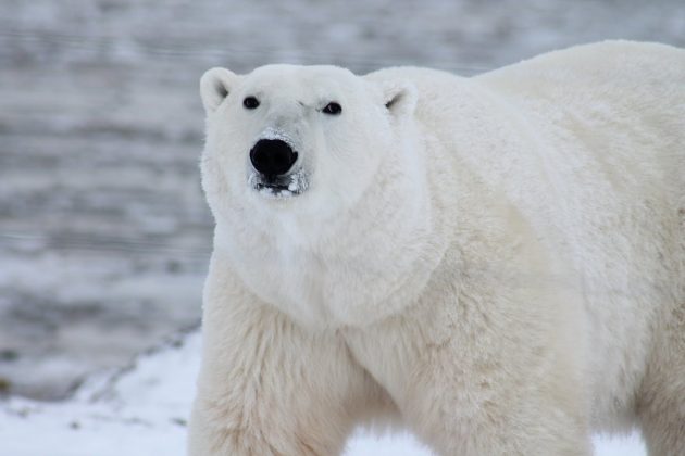 Ataques de ursos polares são raros no Canadá, apesar da presença de cerca de 17.000 indivíduos no país. No entanto, em comunidades como Fort Severn, que se sobrepõem ao habitat dos ursos, encontros são mais comuns (Foto: Pexels)