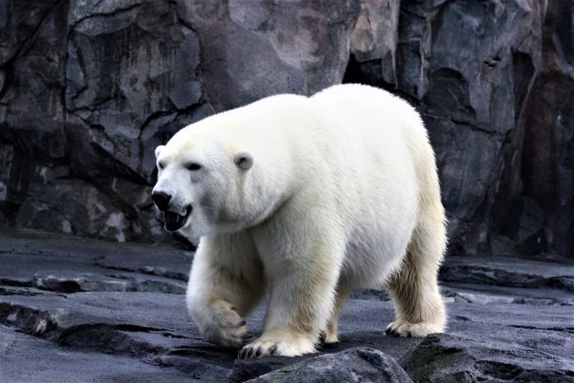 Um ataque surpreendente aconteceu na Primeira Nação de Fort Severn, no Canadá, em dezembro de 2024. Um homem enfrentou um urso polar para proteger sua esposa (Foto: Pexels)