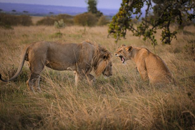 O caso remete a outra história impressionante. Em outubro, um garoto mexicano, Joel Acosta, sobreviveu seis dias na selva após fugir de casa com seus cães (Foto: Pexels)