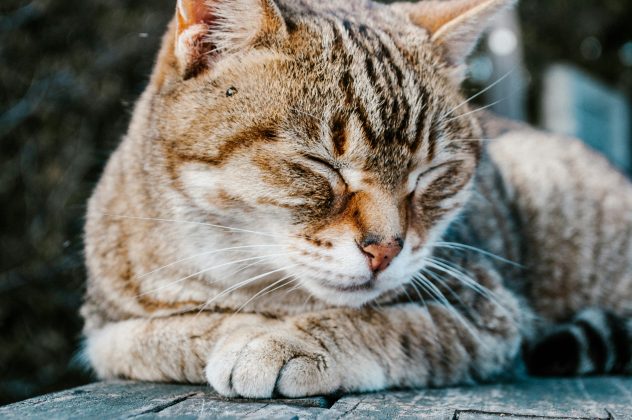 Apesar do susto, o reencontro trouxe alívio e alegria: Mittens estava saudável, embora um pouco mais magra após o ocorrido (Foto: Unsplash)