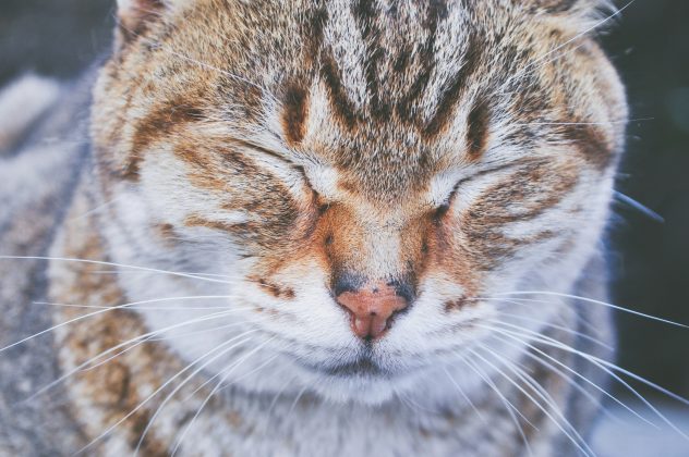 A Air New Zealand, companhia responsável pelo transporte, informou que o piloto foi alertado sobre a presença de Mittens no voo de retorno e garantiu que o compartimento de carga fosse aquecido para o conforto do animal (Foto: Unsplash)