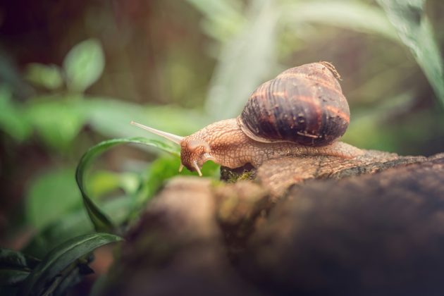 O biólogo Dinarte Teixeira, do Instituto de Conservação da Natureza e Florestas da Madeira, destacou que as marcas ajudarão a estudar o comportamento e a sobrevivência da espécie (Foto: Unsplash)