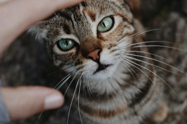 Margo Neas relatou a preocupação enfrentada durante o dia de incertezas (Foto: Unsplash)