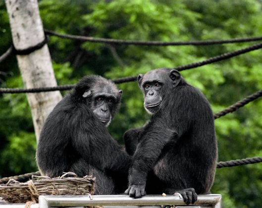 A pesquisadora Ena Onishi, especialista em comportamento animal, explicou que o fenômeno chamou sua atenção por sua semelhança com comportamentos humanos (Foto: Unsplash)