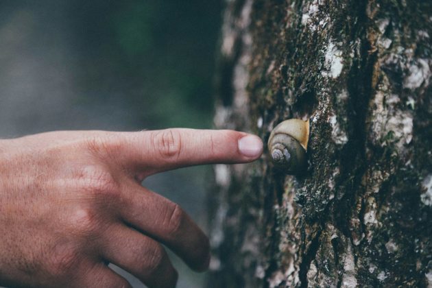 No Chester Zoo, um ambiente artificial foi criado para reproduzir as condições ideais de alimentação e reprodução, permitindo que os caracóis se multiplicassem (Foto: Unsplash)