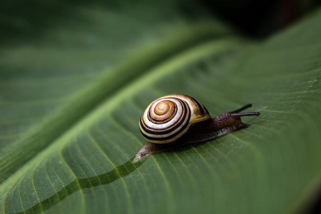 Caracóis terrestres, que haviam desaparecido do Atlântico por quase um século, foram reintroduzidos com sucesso em uma ilha remota, graças a um projeto de conservação internacional (Foto: Unsplash)