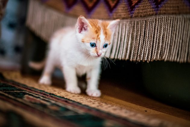 A pesquisa oferece novos caminhos para explorar a evolução dos gatos selvagens e domésticos, além de ampliar o registro da biodiversidade pré-histórica na região (Foto: X)