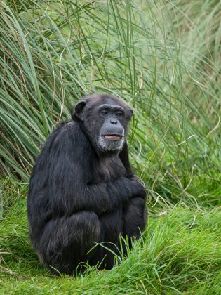 Durante mais de 600 horas de observação, os cientistas registraram 1.328 episódios de micção e notaram que os animais frequentemente urinavam simultaneamente, especialmente quando estavam próximos uns dos outros (Foto: Unsplash)