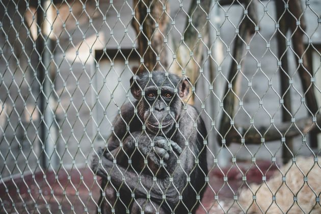 Os resultados mostraram que os chimpanzés selecionavam deliberadamente pedras mais duras para usar como martelos e optavam por materiais mais macios como bigornas (Foto: Unsplash)