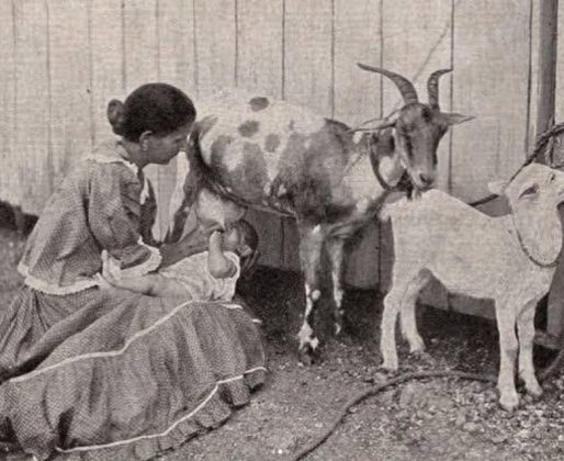 As cabras eram usadas como amas de leite quando o leite materno não estava disponível. (Imagem: reprodução Instagram)