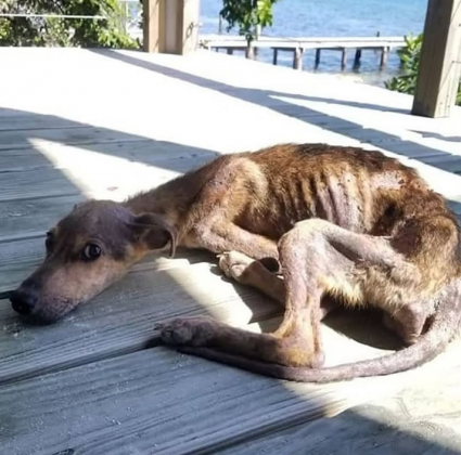 "Curioso, ele se aproximou e encontrou um cachorro abandonado, perdido e sozinho no meio da natureza." (Imagem: reprodução Instagram)