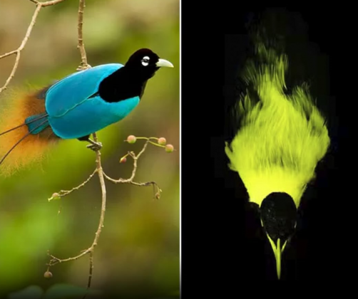 As aves-do-paraíso vivem em regiões específicas do planeta. (Imagem: reprodução Instagram)