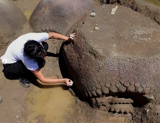 Os tatus eram do tamanho de um Fusca e pesavam cerca de 2 toneladas. (Imagem: reprodução instagram)