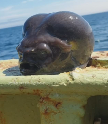 "Um pescador russo surpreendeu os internautas com um peixe de aparência incomum." (Imagem: reprodução Instagram)