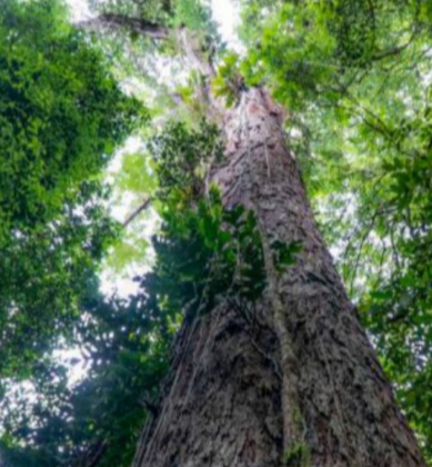 "Esse gigante da floresta atinge 88,5 metros de altura!" (Imagem: reprodução Instagram)