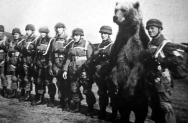 Wojtek foi um urso pardo sírio que lutou ao lado dos soldados poloneses na Segunda Guerra Mundial. (Imagem: reprodução Instagram)