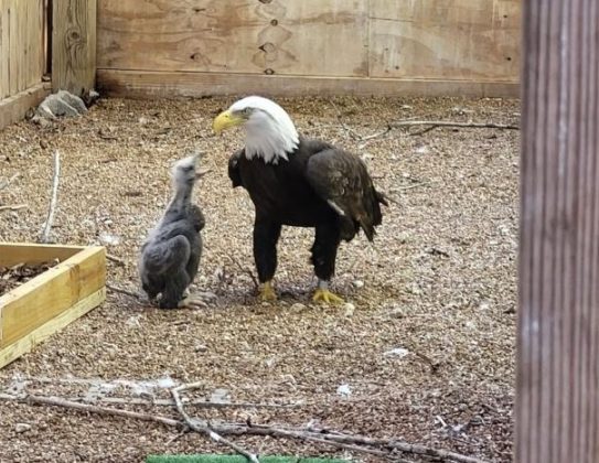 Murphy, uma águia-careca, ficou famoso por tentar incubar uma pedra no World Bird Sanctuary. (Imagem: reprodução Instagram)