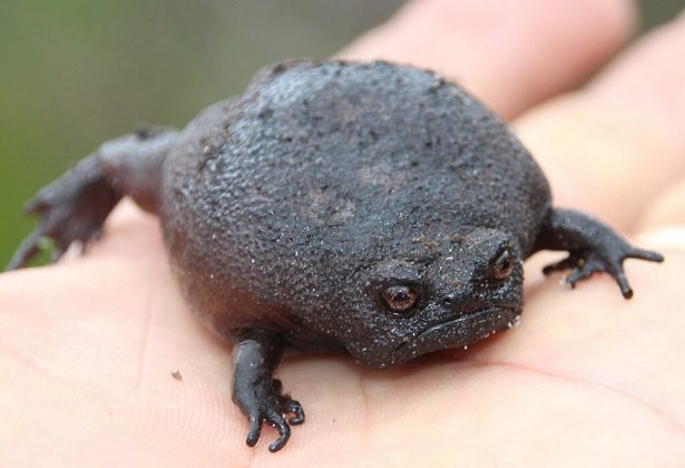 O sapo-preto-da-chuva, também conhecido como sapo arlequim de Etelzner, é endêmico da África do Sul (Foto: Tony Rebelo, via Wikimedia Commons)