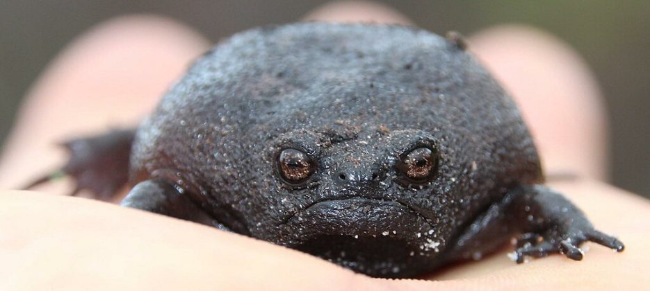Com uma expressão naturalmente carrancuda, sua boca é curvada para baixo, o que dá a impressão de mau humor (Foto: Tony Rebelo, via Wikimedia Commons)
