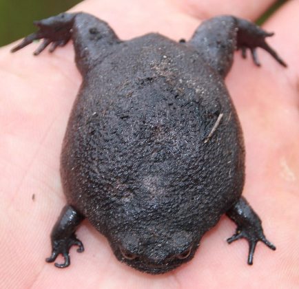 Apesar de sua aparência, o sapo não é perigoso e prefere viver sozinho (Foto: Tony Rebelo, via Wikimedia Commons)