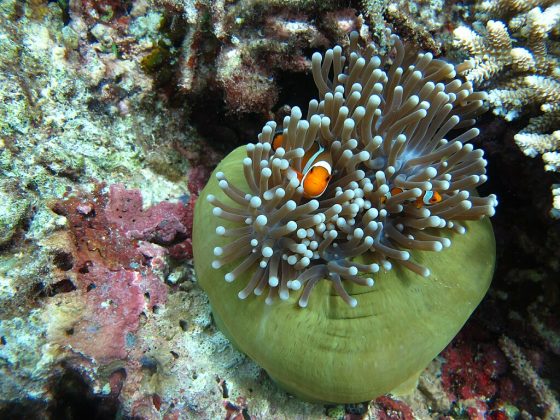 Como se move pouco, a anêmona-do-mar conta com a ajuda de um parceiro inusitado: o peixe-palhaço. Esse peixinho colorido, famoso pelo filme "Procurando Nemo", atrai presas para perto da anêmona (Foto: Triniti14045, via Wikimedia Commons)