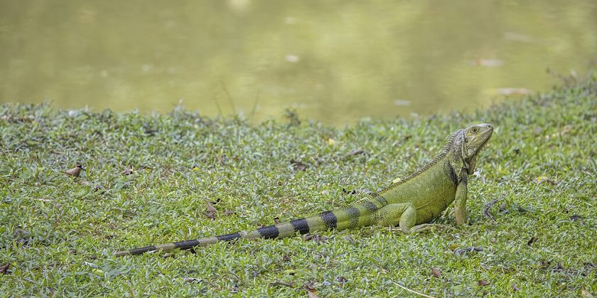 Abandonados na natureza, eles se multiplicaram rapidamente e causam desequilíbrio nos ecossistemas. Além disso, atacam plantações em busca de alimento, prejudicando a agricultura local (Foto: Wikimedia Commons)