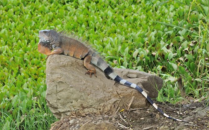 Hoje, estima-se que existam 200 mil iguanas no sul e no centro da ilha. Para tentar reduzir esse número, Taiwan já sacrificou 70 mil exemplares em 2024, oferecendo recompensas de até US$ 15 por animal capturado (Foto: Wikimedia Commons)