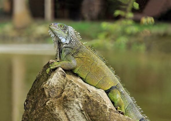 Grupos de defesa animal pedem métodos menos cruéis para o controle da população. Especialistas acreditam que mudanças climáticas facilitaram a reprodução das iguanas nos últimos anos. Mesmo com os esforços de caça, é improvável que a espécie seja erradicada do país (Foto: Wikimedia Commons)