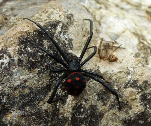 O desejo de ter uma barriga chapada levou uma mulher de 37 anos a uma decisão extrema. Em 1996, ela esmagou uma aranha viúva-negra e injetou a mistura no próprio corpo (Foto: Sphoo, via Wikimedia Commons)