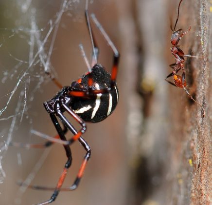 O bizarro caso da mulher que triturou uma aranha viúva-negra e injetou em seu próprio corpo (Foto: Marshal Hedin, via Wikimedia Commons)