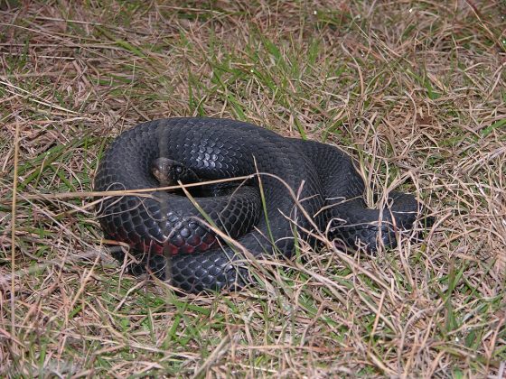 O caso chamou atenção até de pesquisadores. Especialistas explicaram que é comum fêmeas dividirem locais de parto, mas nunca haviam visto algo assim. Por lei, as cobras foram soltas a até 20 km do local. E, para surpresa de todos, a contagem ainda deve aumentar. Uma das fêmeas ainda não deu à luz (Foto: dnatheist, via Wikimedia Commons)