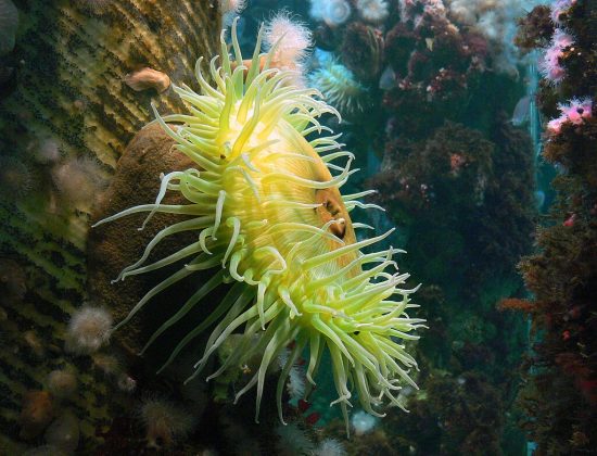 A anêmona-do-mar é um dos animais mais lentos do oceano (Foto: Bernard Spragg. NZ from Christchurch, New Zealand, CC0, via Wikimedia Commons)