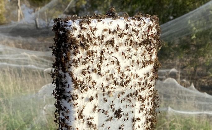 Nas imagens, é possível ver os aracnídeos suspensos no ar, ligados por finos fios de seda (Foto: X)