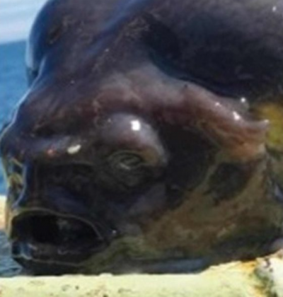 "O peixe apresenta um corpo bulboso, pequenos olhos e uma boca aberta." (Imagem: reprodução Instagram)