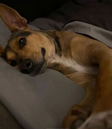 "Depois, deixou o cachorro sob os cuidados de protetores locais." (Imagem: reprodução Instagram)