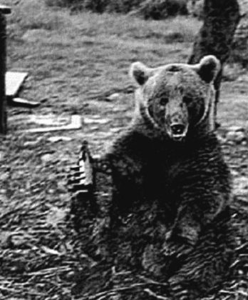 Wojtek ajudava os soldados a carregar caixas de munição na Batalha de Monte Cassino. (Imagem: reprodução Instagram)