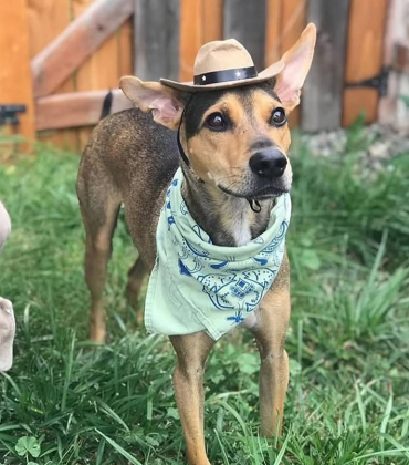 "Contudo, ao retornar para sua cidade, Wesley não conseguia tirar o cão da cabeça e decidiu voltar para resgatá-lo." (Imagem: reprodução Instagram)