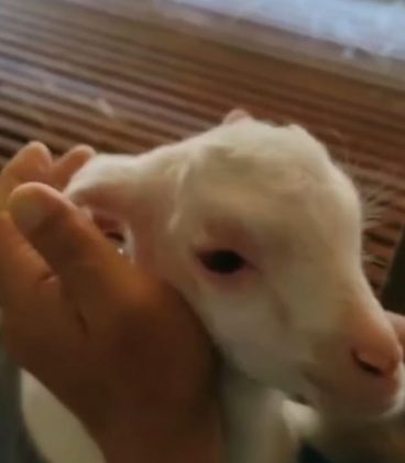 O medo de doenças como a sífilis fez muitas mães evitarem amas de leite humanas. (Imagem: reprodução Instagram)