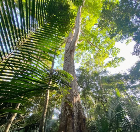 "O angelim-vermelho é essencial para o ecossistema da Amazônia." (Imagem: reprodução Instagram)