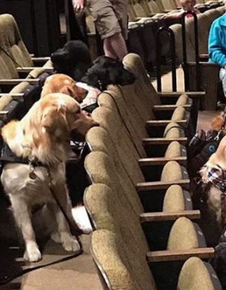 O exercício visava acostumar os cães com as luzes e sons intensos do teatro. (Imagem: reprodução Instagram)