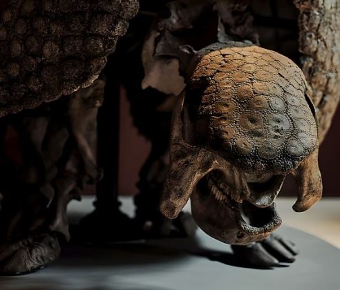 A espécie Glyptodon se acredita ter se extinguido há 10.000 anos. (Imagem: reprodução instagram)